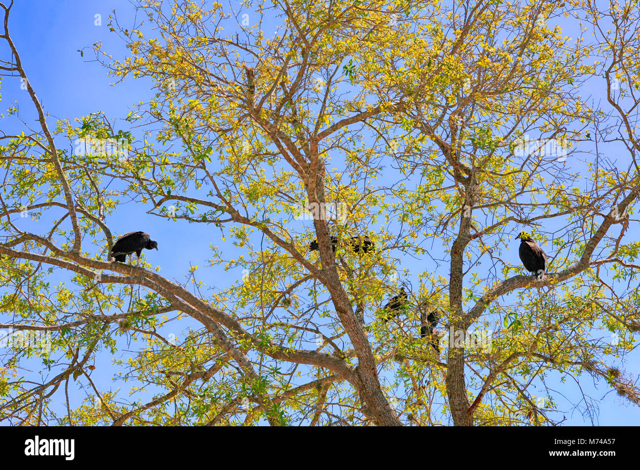 Turkey Vultures in a tree at the Gator farm in Everglades City, Florida