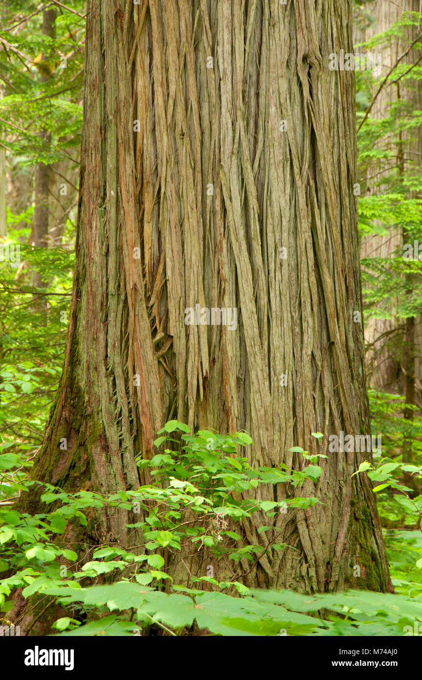Red cedar along Giant Cedars Trail, Revelstoke National Park, British Columbia, Canada Stock Photo