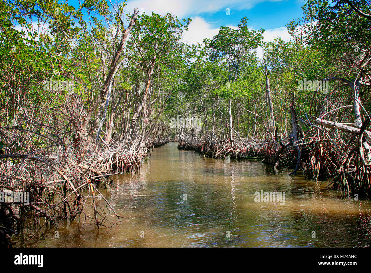 Mangrove swamps around Everglades City in South Florida USA Stock Photo