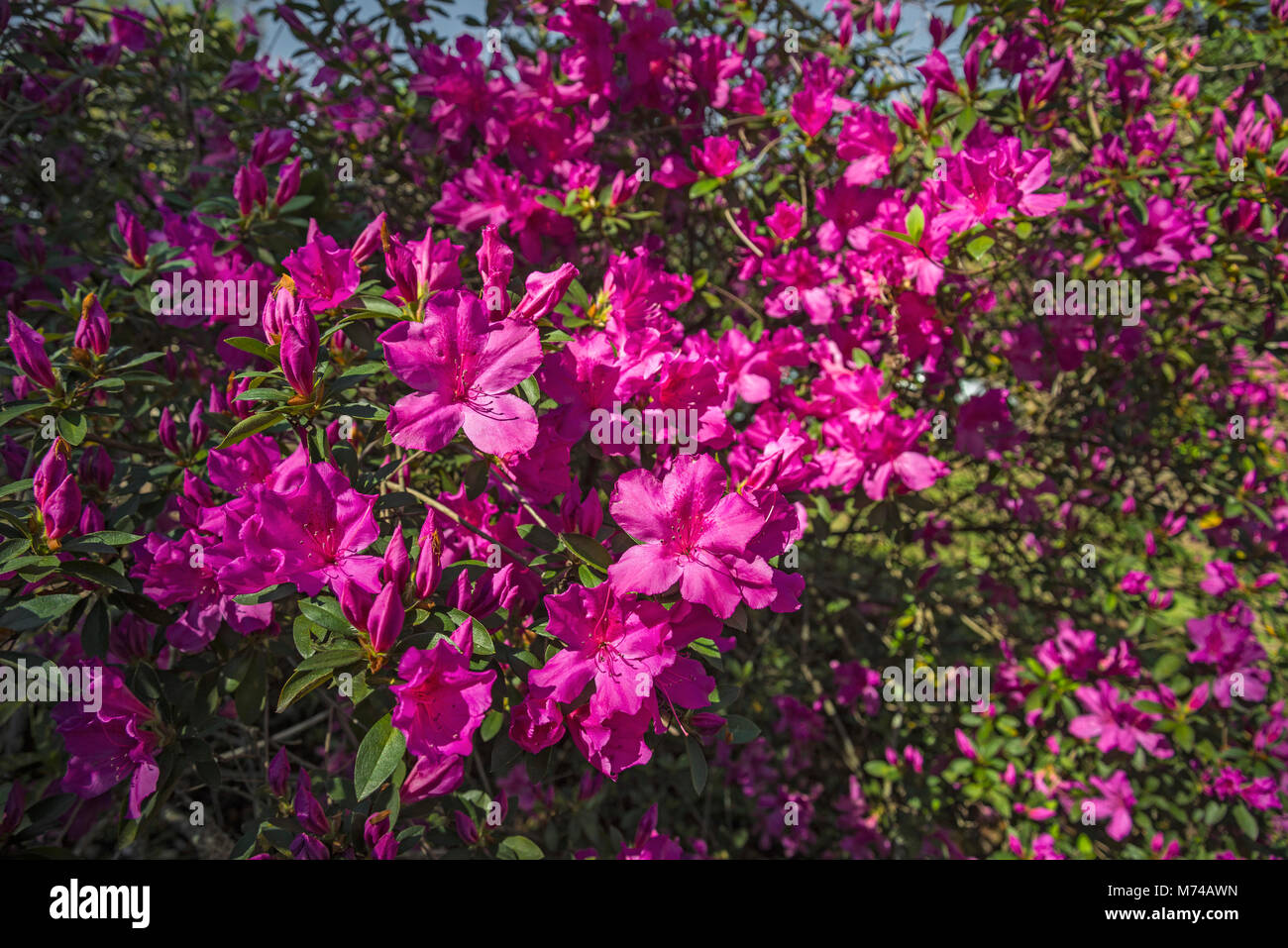 Azaleas In Bloom High Resolution Stock Photography and Images - Alamy
