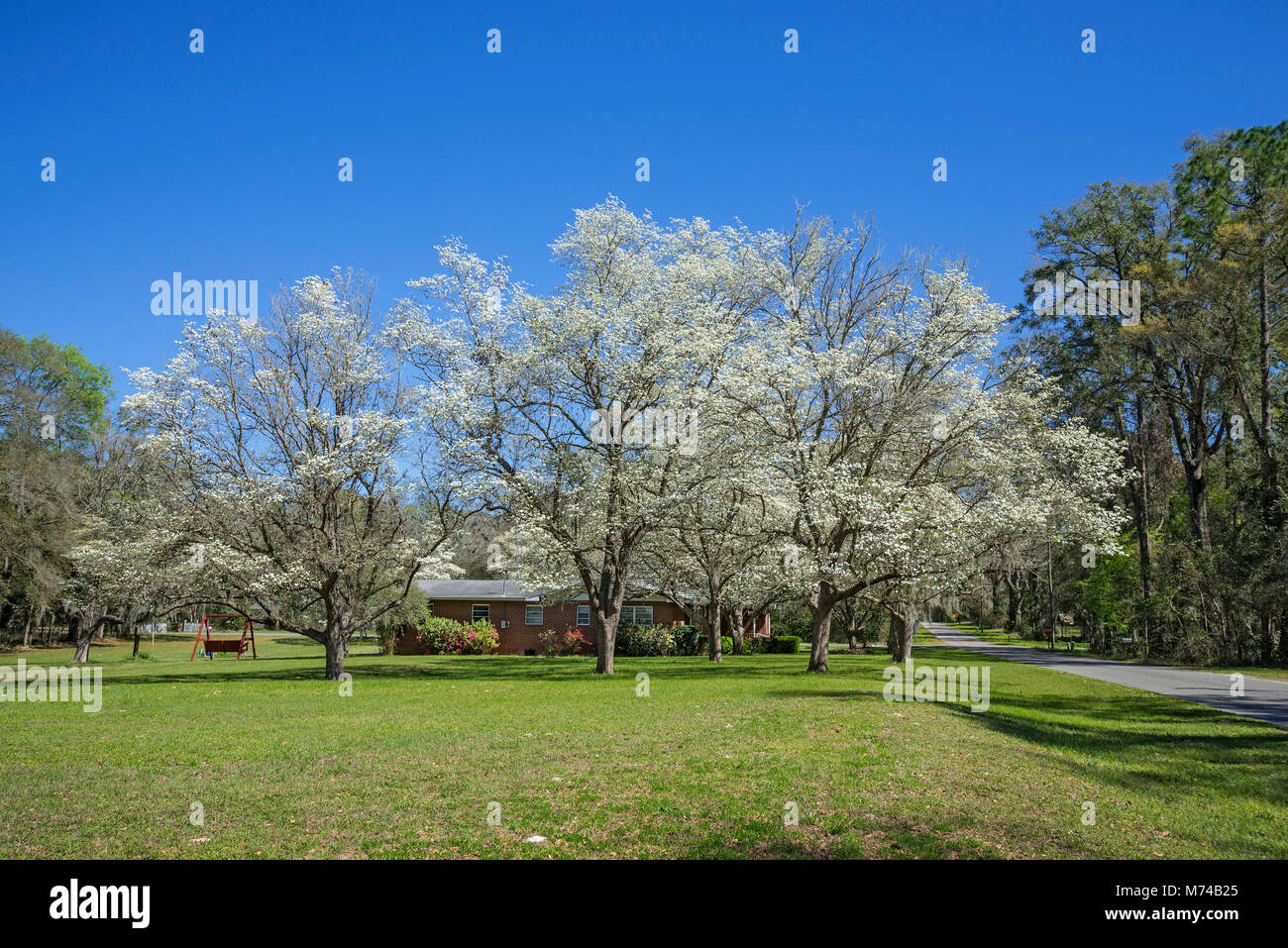 Dogwood trees blooming in the small North Florida town of Fort White