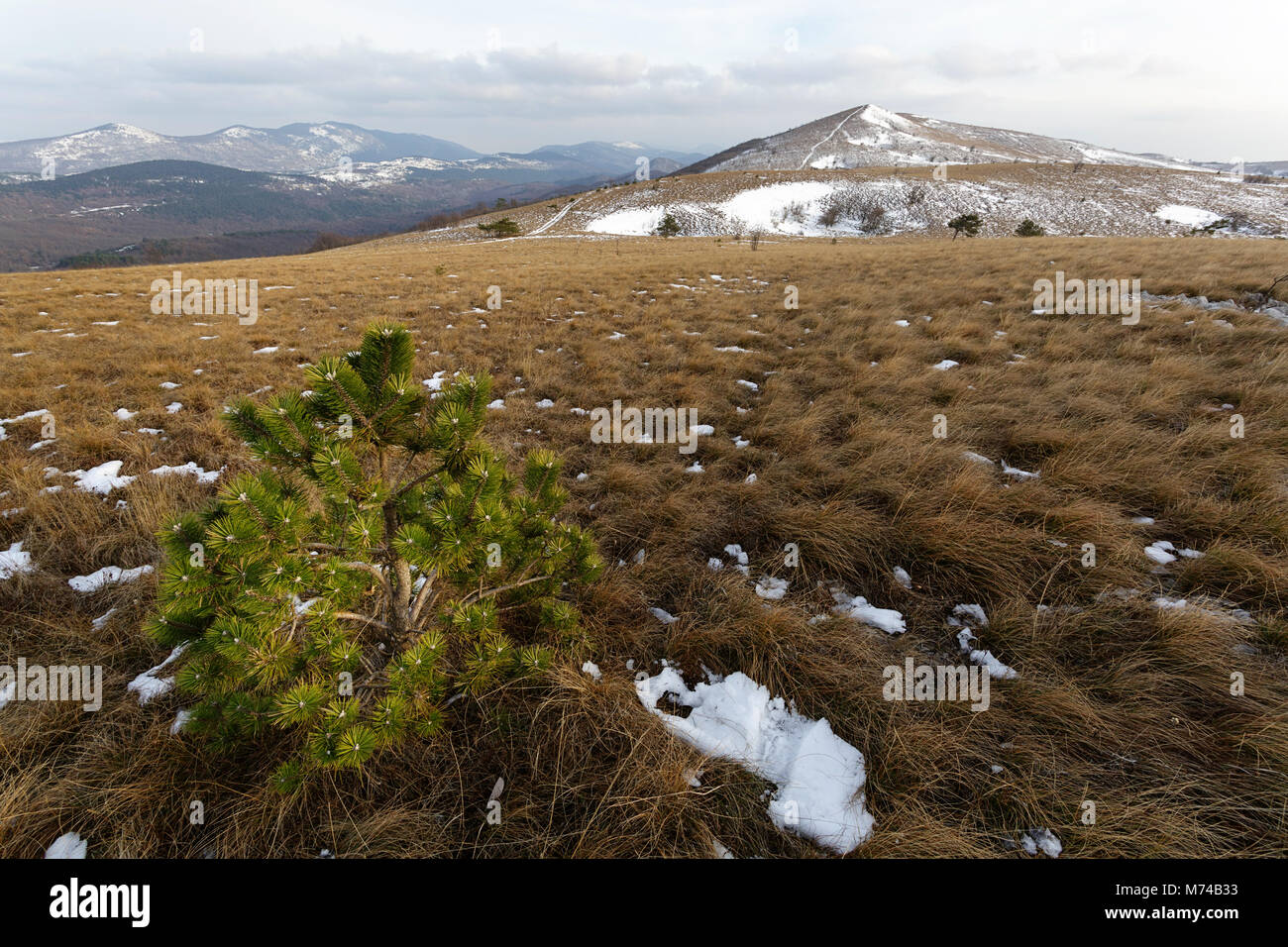 grass covered mountain in winter, Golic, Slovenia Stock Photo