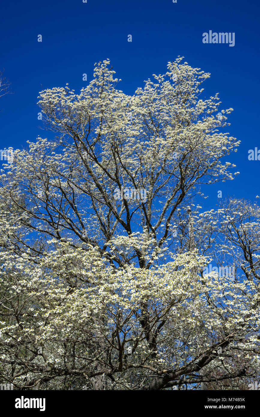 Dogwood trees hires stock photography and images Alamy