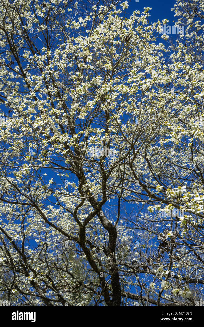 White dogwood trees hires stock photography and images Alamy