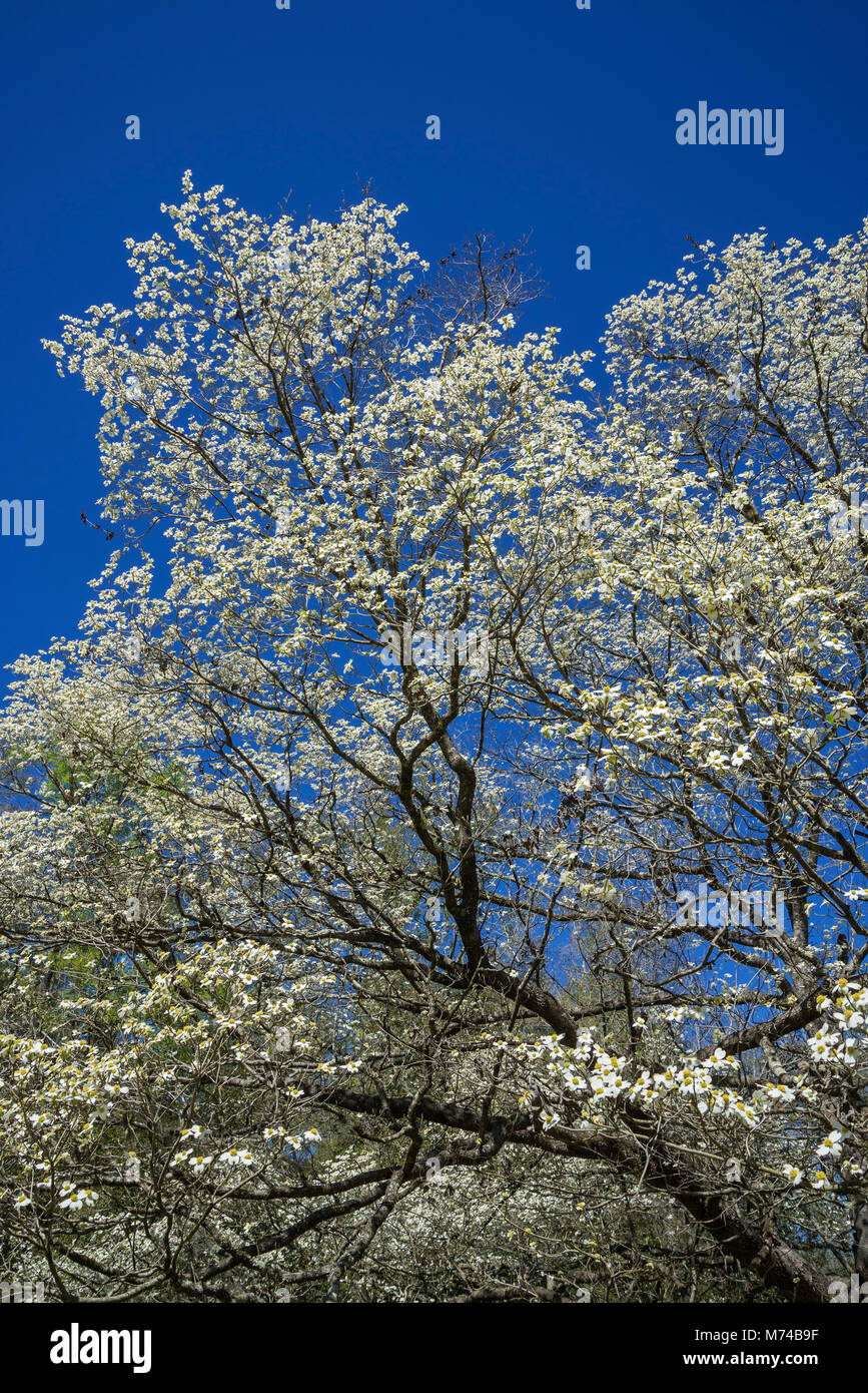 Dogwood trees hires stock photography and images Alamy