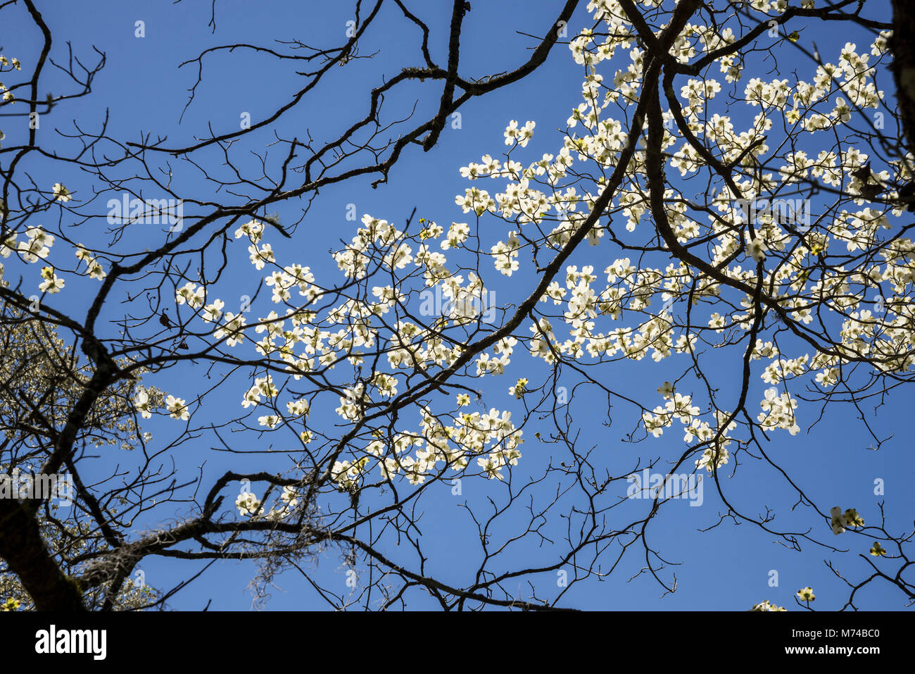 Dogwood trees blooming in the small North Florida town of Fort White