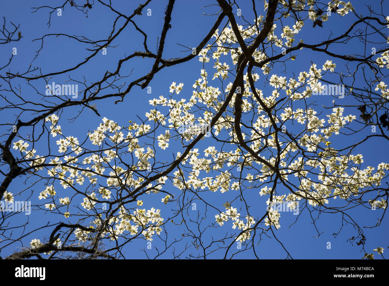 Dogwood trees blooming in the small North Florida town of Fort White. Stock Photo