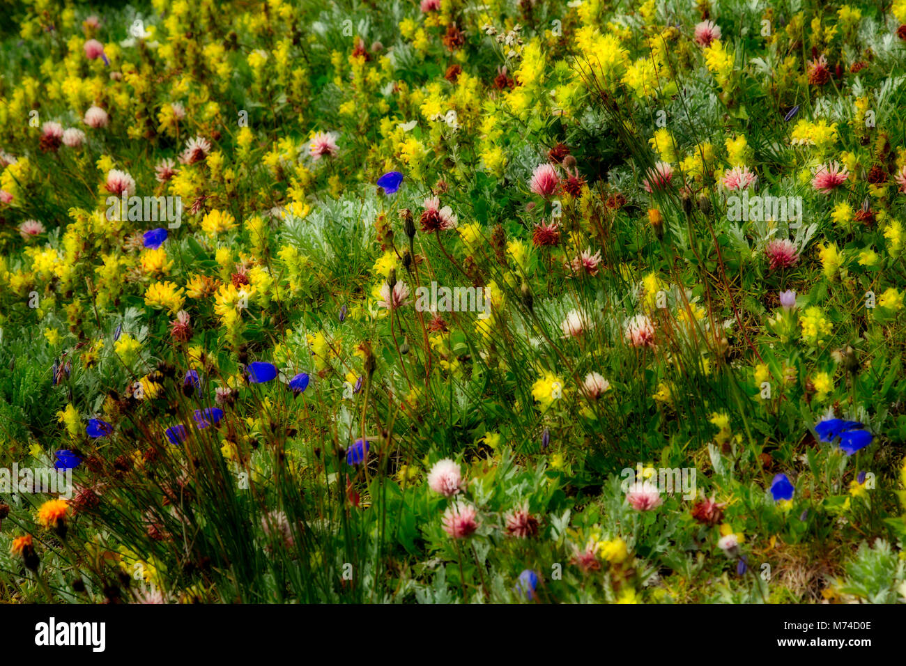 Flower meadow high in the Austrian Alps Stock Photo