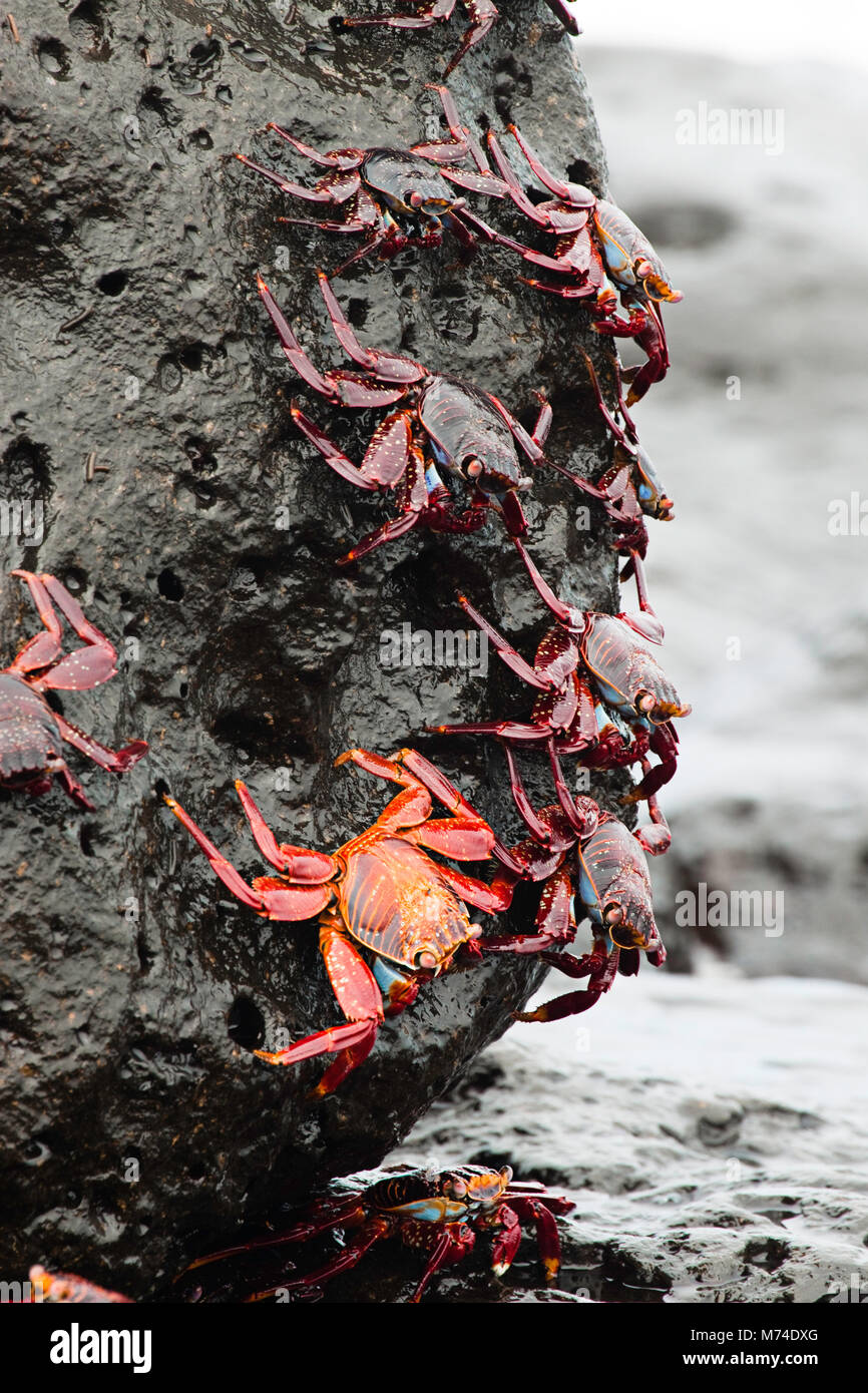 Sally Lightfoot Crabs, Graspus graspus, searching for algae to dine on in the intertidal zone, Santa Cruz Island, Galapagos, Equador. Stock Photo