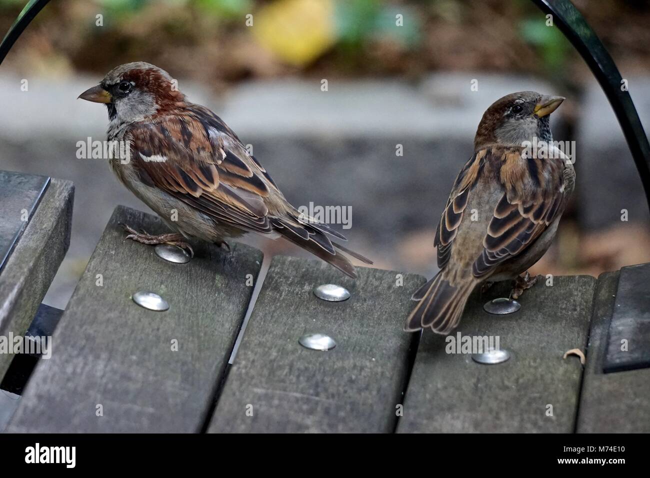 The house sparrow (Passer domesticus) is associated with human habitations, and can live in urban or rural settings. Stock Photo