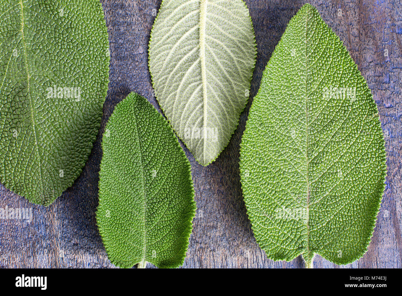 alternative medicine matico plant leafs in Ecuador Stock Photo