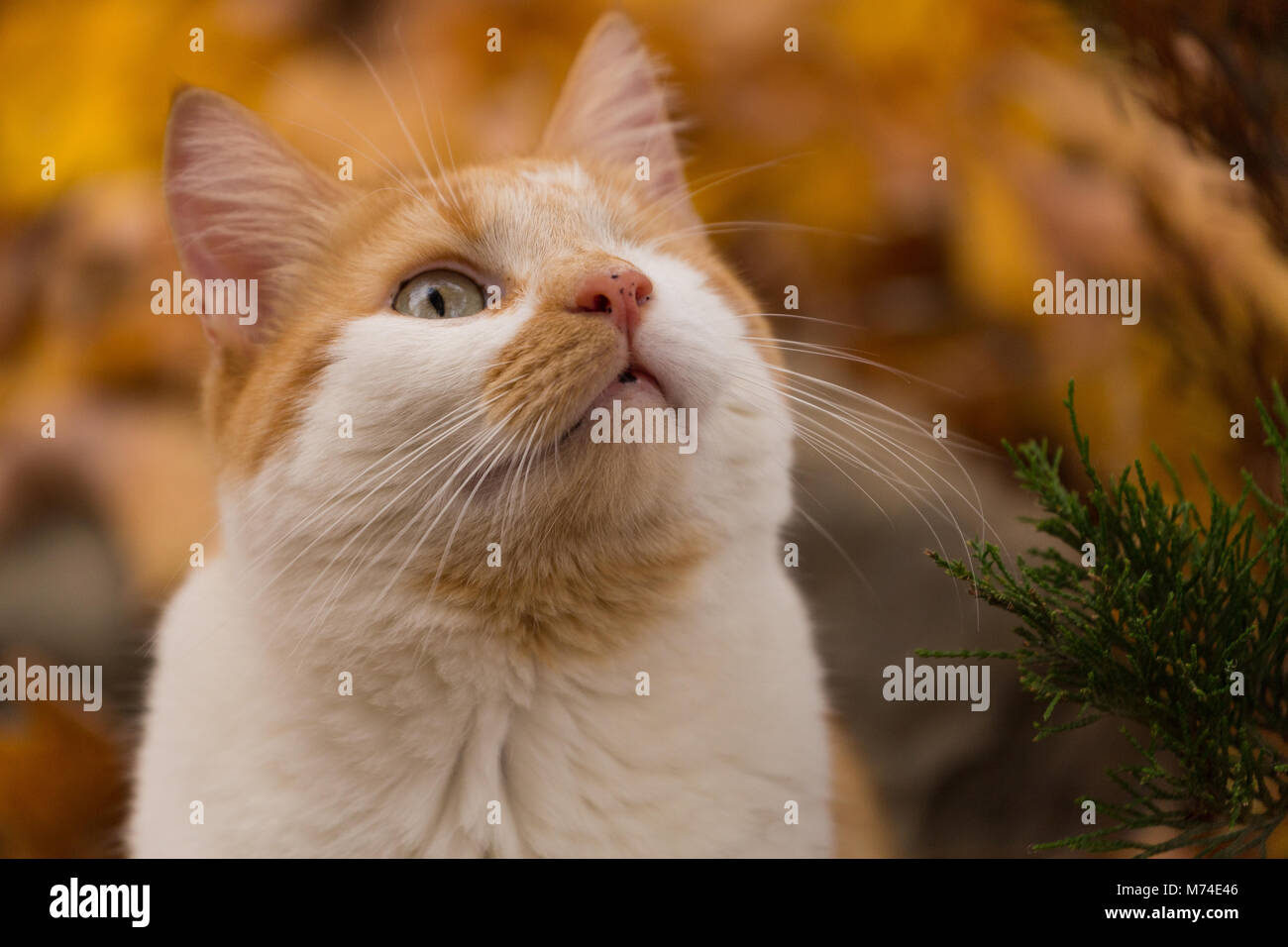Frodo Baggins watching activity in an overhead bird feeder (outside photo frame). Stock Photo