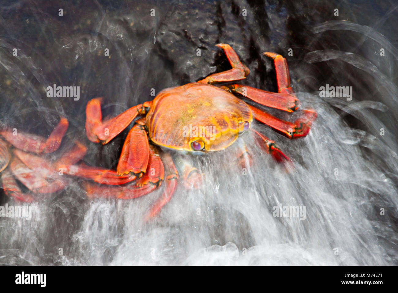 A wave washes over a Sally Lightfoot Crab, Graspus graspus, searching for algae to dine on in the intertidal zone, Santa Cruz Island, Galapagos. Stock Photo