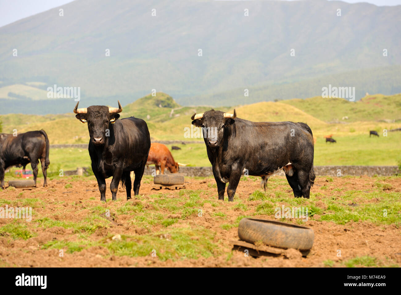 Wild bulls. Terceira, Azores islands, Portugal Stock Photo