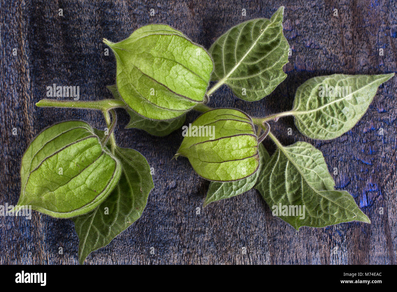 cape gooseberry plant macro Stock Photo