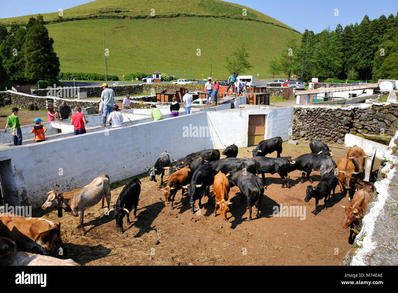 Wild bulls. Terceira, Azores islands, Portugal Stock Photo