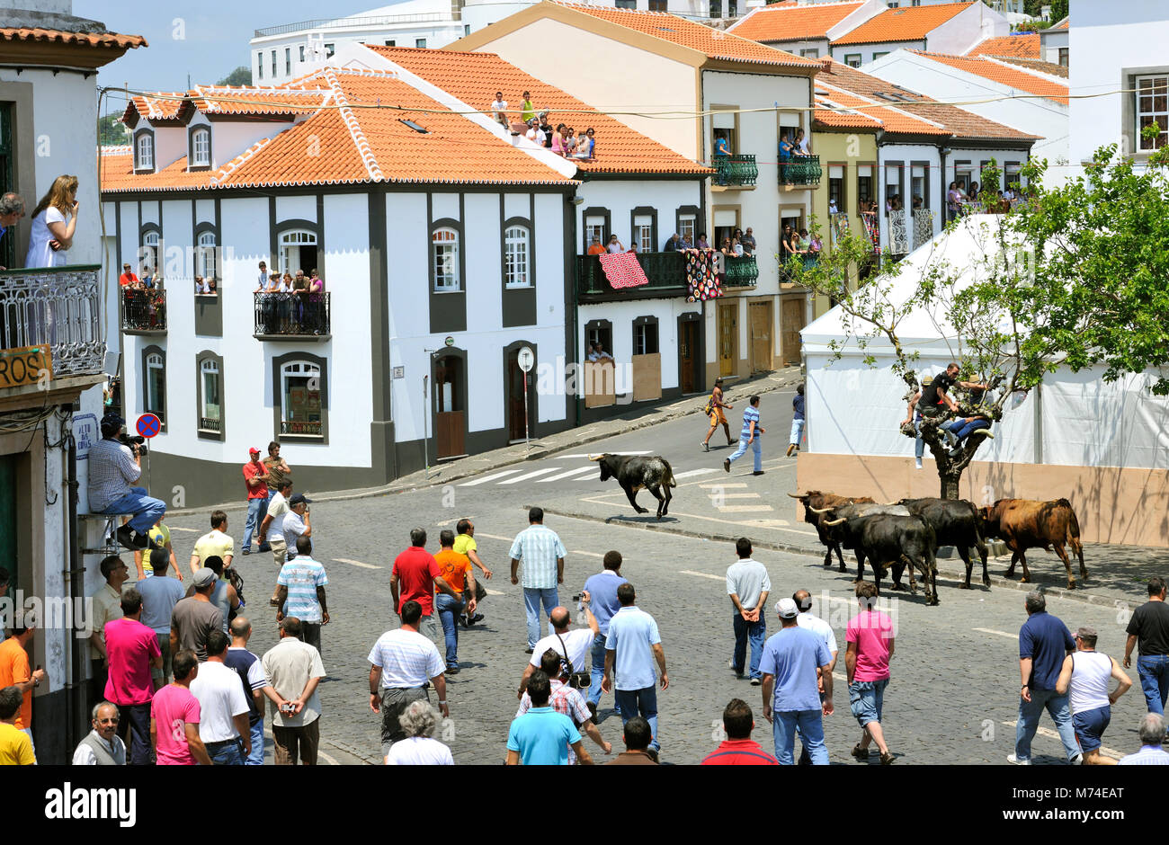 Bullfight (tourada à corda) in Angra do Heroísmo. Terceira, Azores islands, Portugal Stock Photo