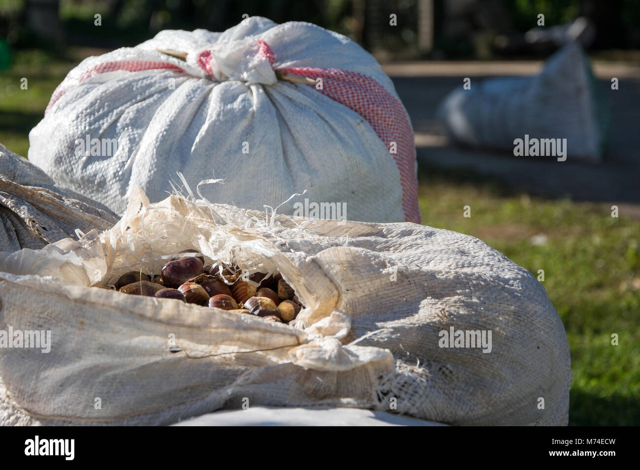 Hemp sacks full of harvest chestnuts accumulated on the ground. Agriculture, business concept Stock Photo