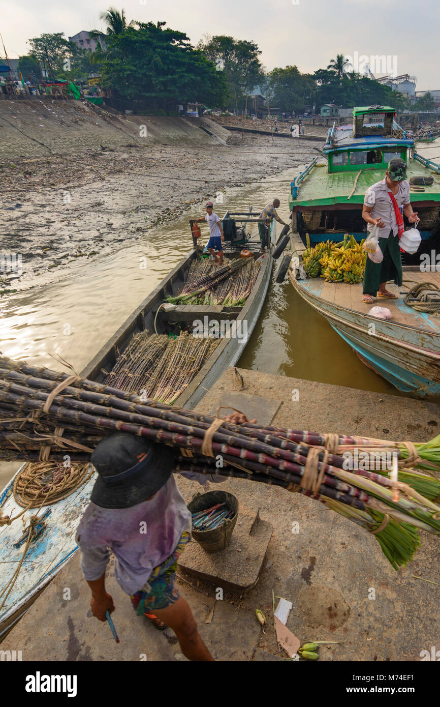 Yangon (Rangoon) transport of sugar cane from ship to market, man