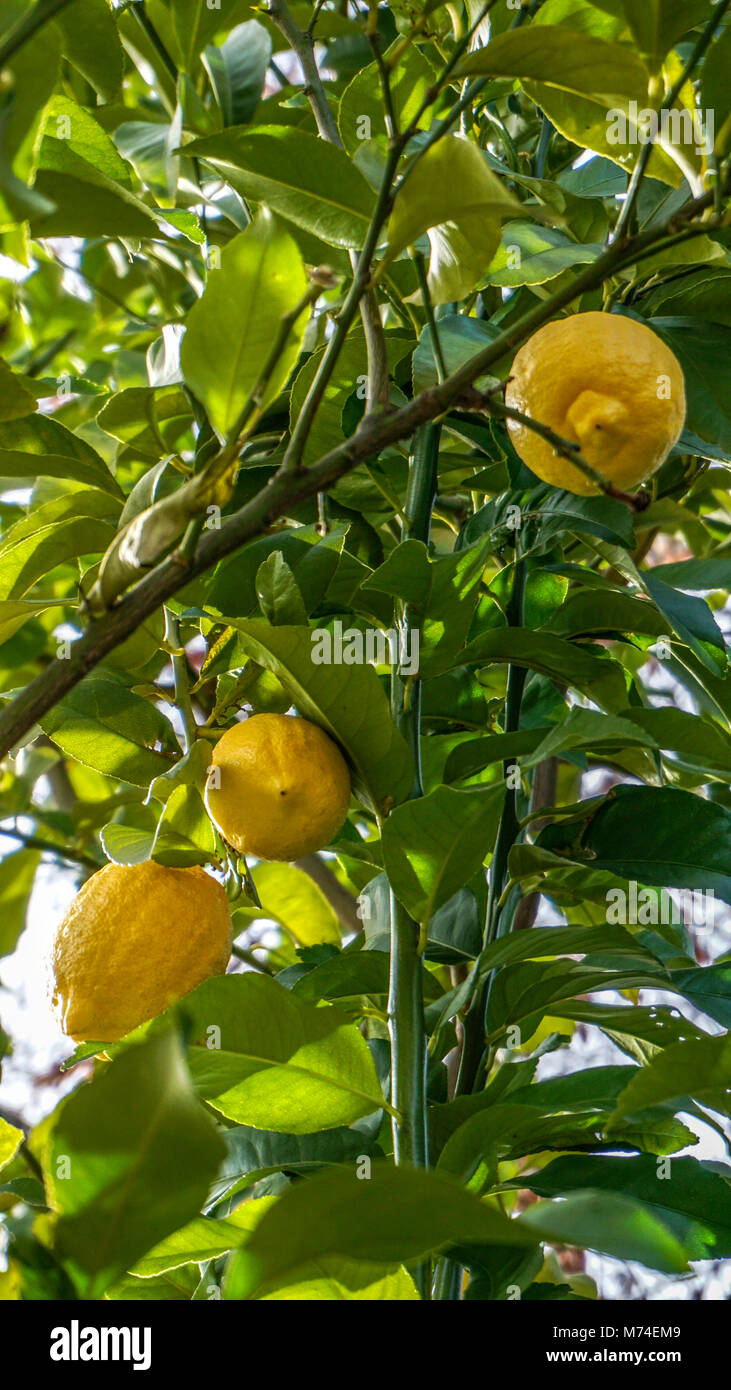 Lemon Tree branches closeup 5 Stock Photo Alamy