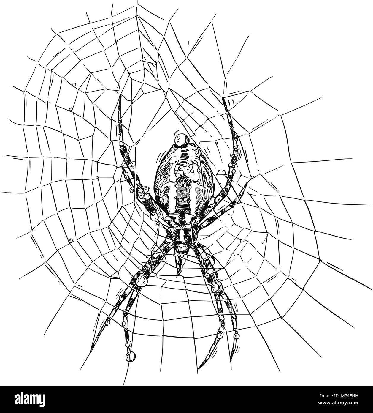 Vector Hand Drawing of Wasp Spider on Net Stock Vector