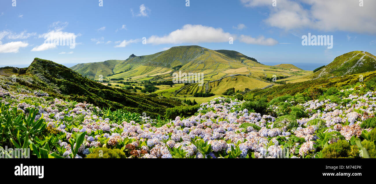 Hydrangeas, Flores island. Azores, Portugal Stock Photo