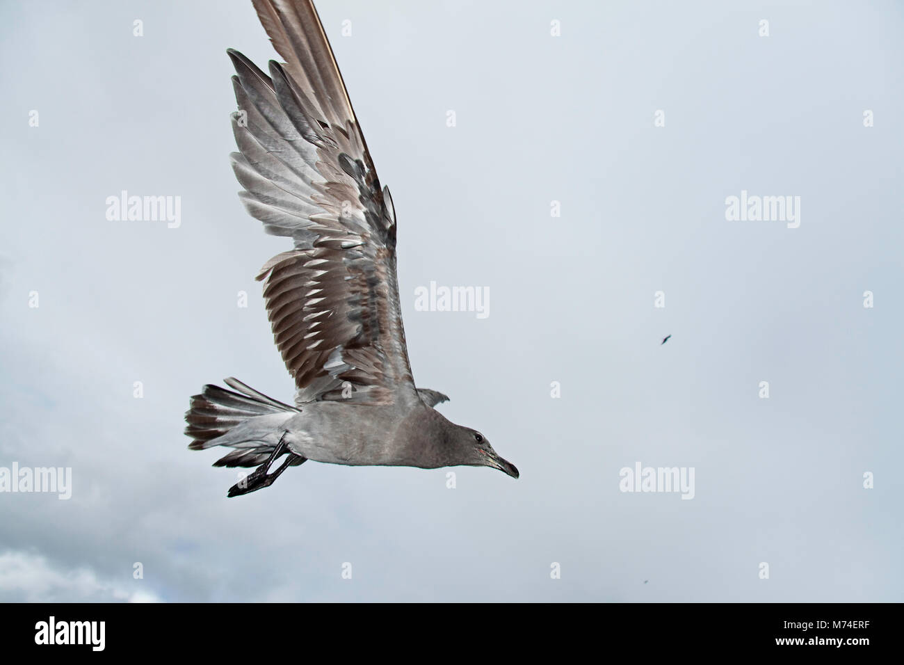 Lava Gull, Larus fuliginosus, in flight over Santa Cruz Island.  With the population estimated at less than 800, this is one of the rarest gulls in th Stock Photo