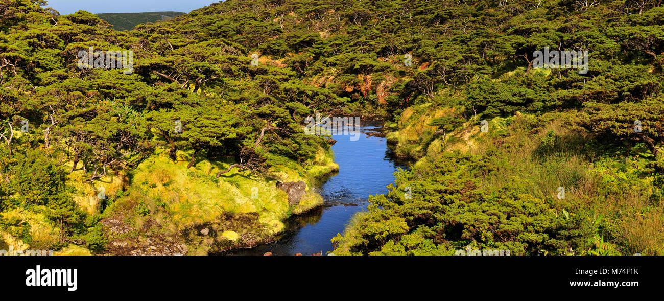 Cedros do Mato (Juniperus brevifolia). Morro Alto Nature Reserve, Flores island. Azores, Portugal Stock Photo