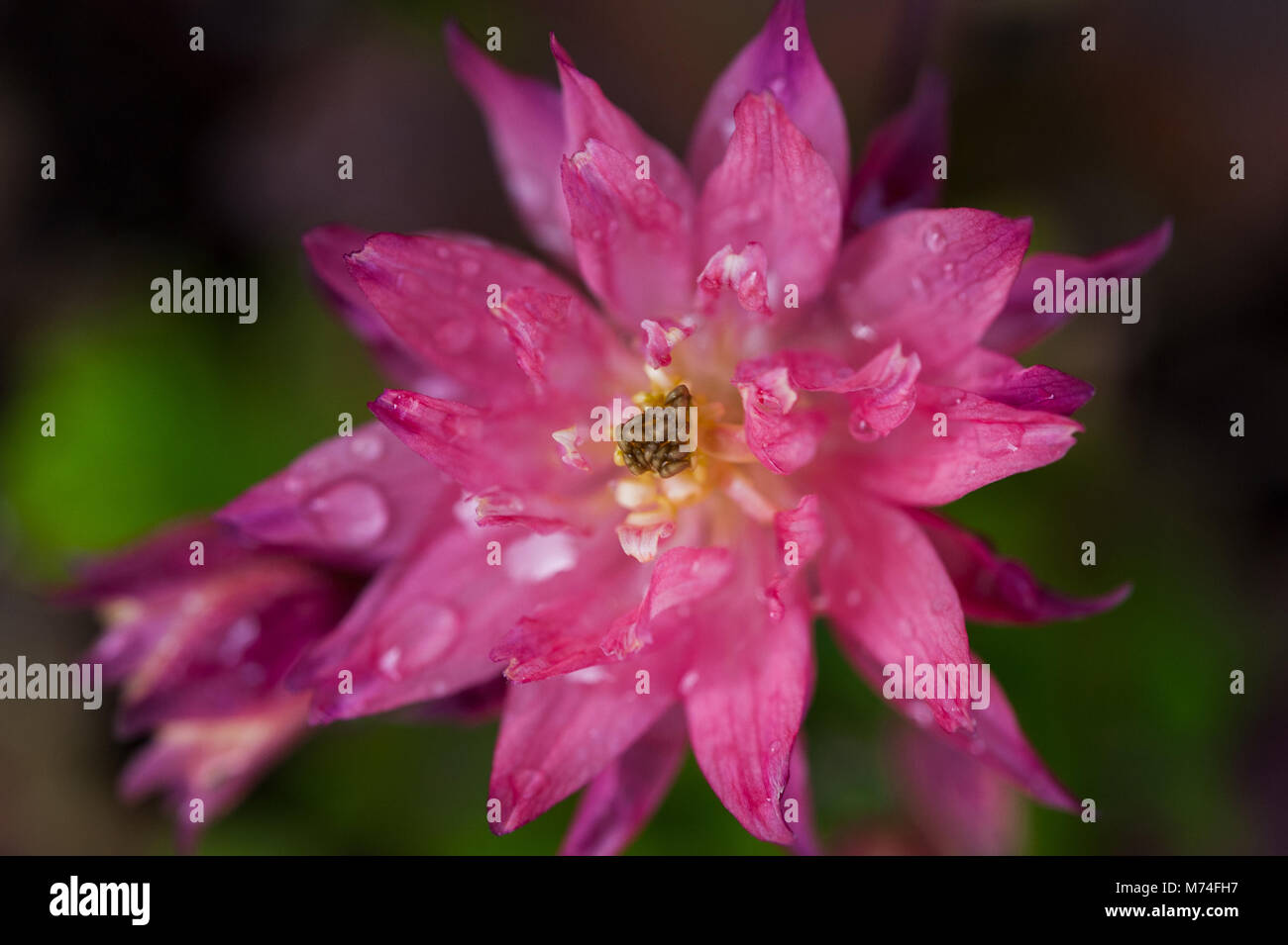 Pink columbine or aquilegia flower, columbine ancolie Stock Photo