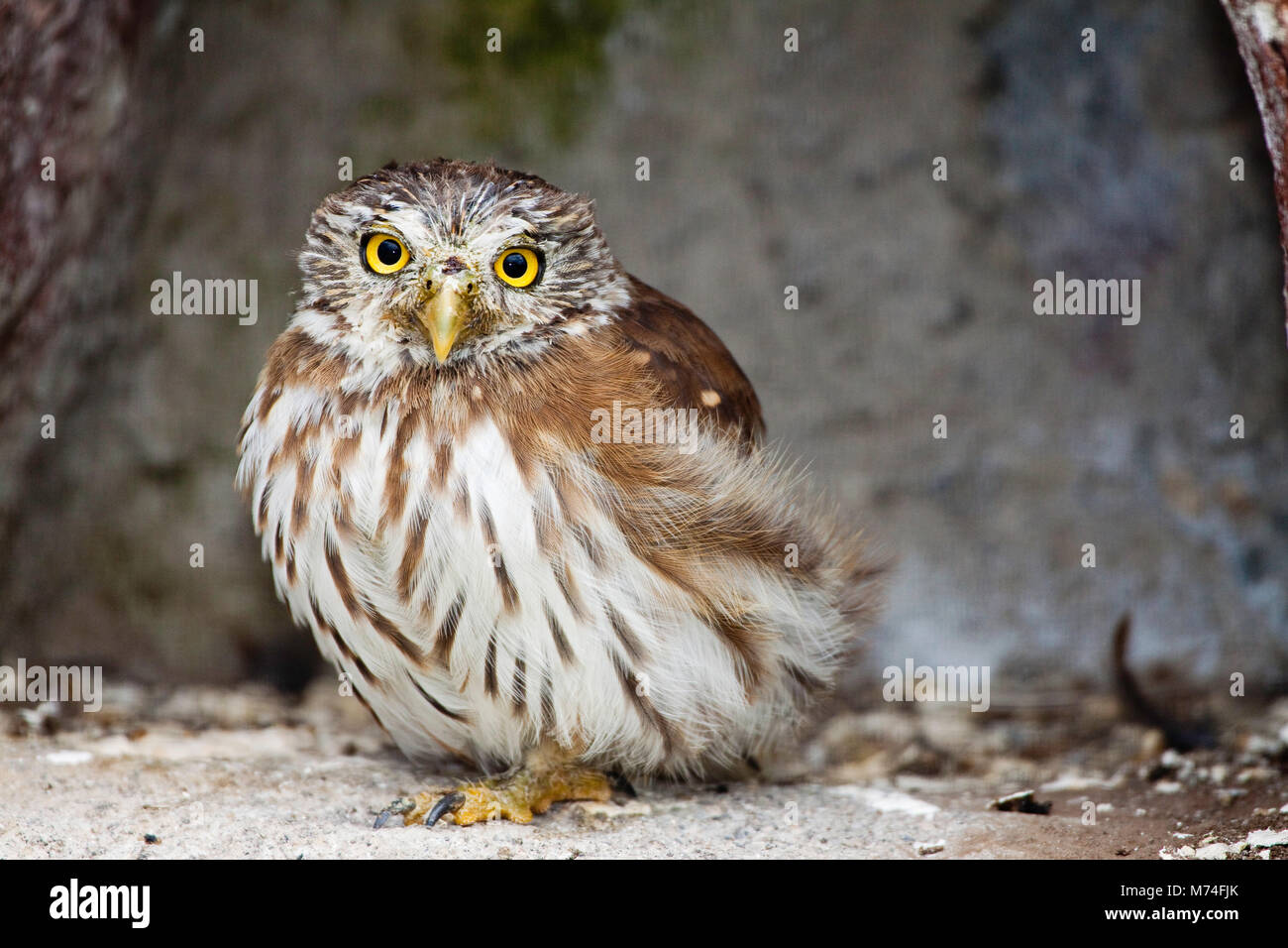 The Peruvian Pygmy-owl, Glaucidium peruanum, is a species of owl in the Strigidae family. It is found in Ecuador and Peru. Its natural habitats are su Stock Photo