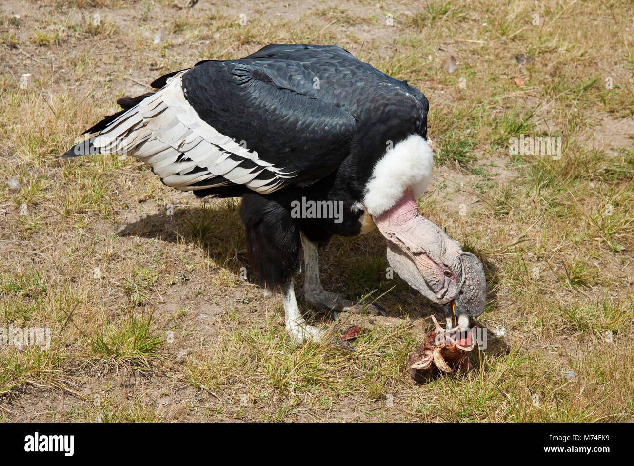 An Andean Condor, Vultur gryphus, dining on a bone at Parque Condor, a ...