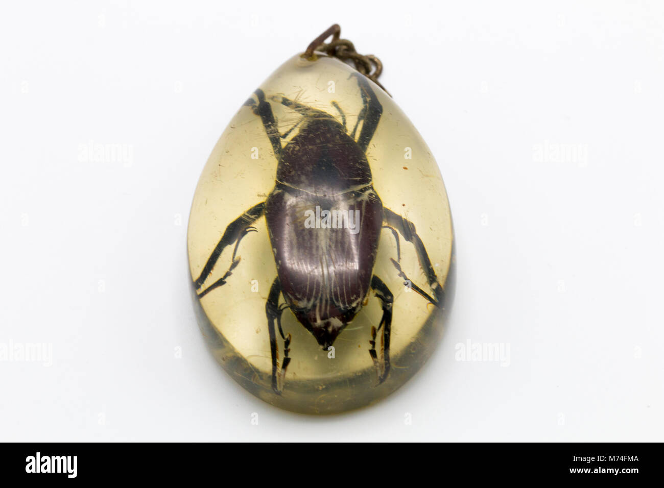 beetle bug Stock Photo