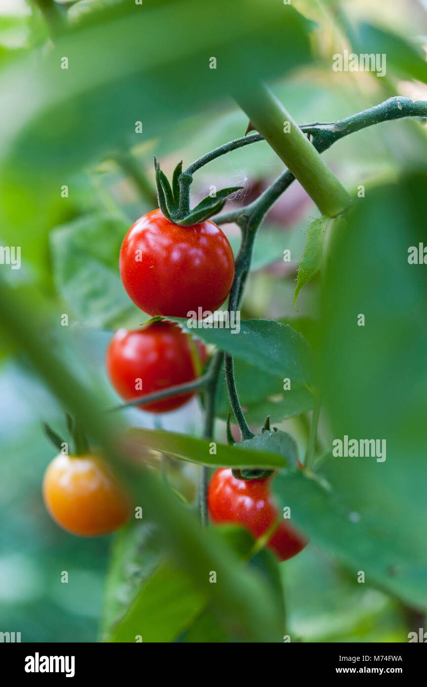 Cherry tomatoes ripening on a tomato vine Stock Photo Alamy