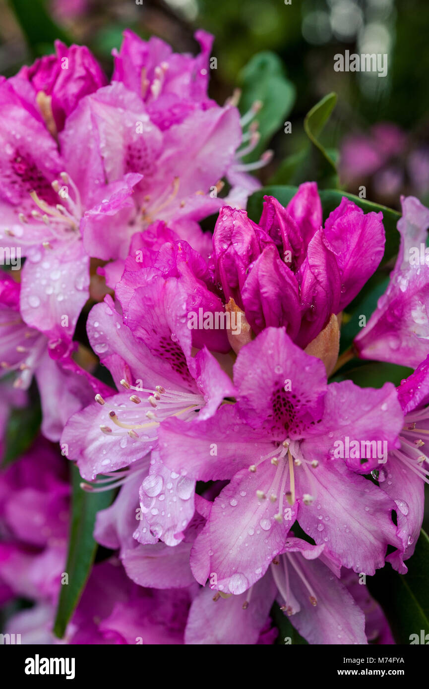 Pink rhododendron flowers opening on rhododendron plant Stock Photo