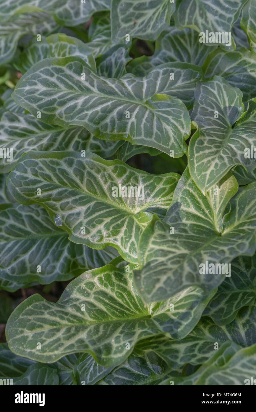 Variegated leaves / foliage of Arum italicum - Italian Lords and Ladies - a woodland and shade plant, and a relative of Cuckoopint / Arum maculatum. Stock Photo