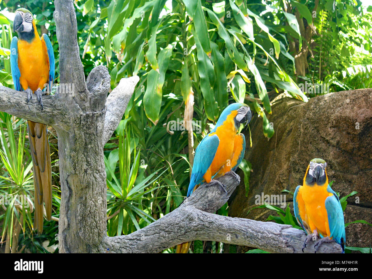 Parrots At Moody Gardens In Galveston Tx Stock Photo 176507459