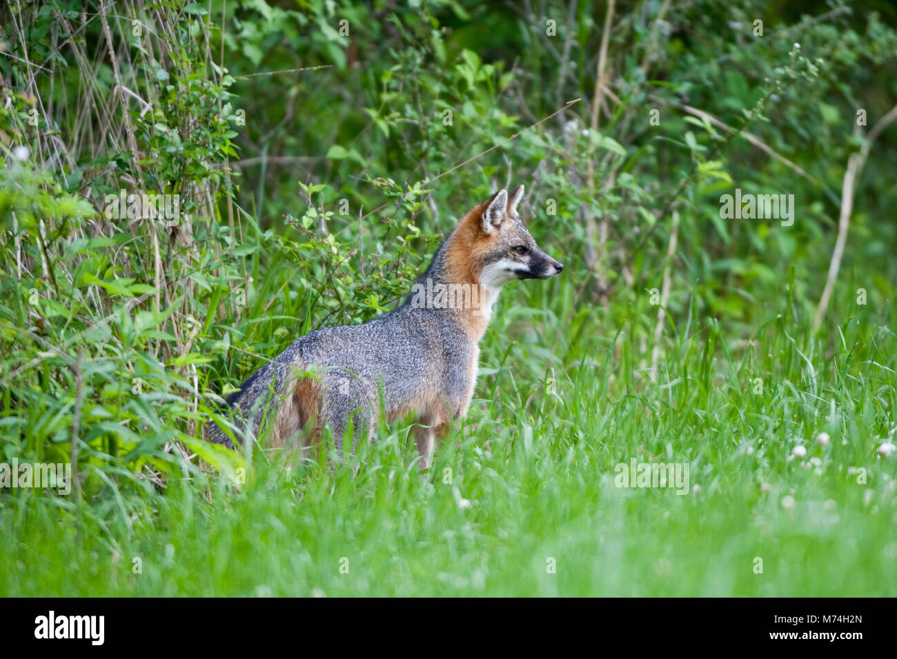 Foxes Games  Corumbá MS