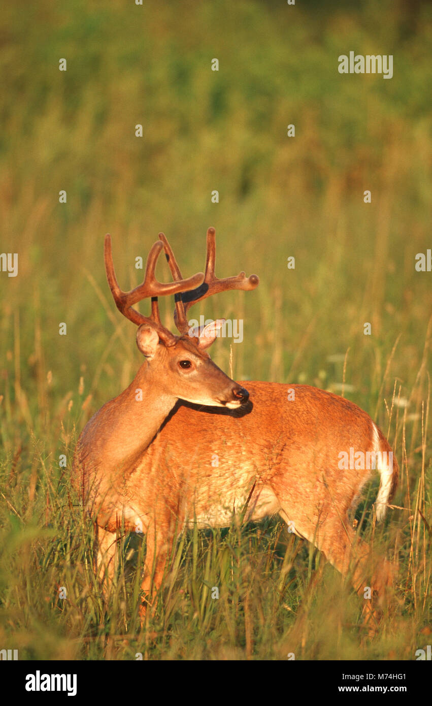01982-027.16  White-tailed Deer (Odocoileus virginianus) 8-point buck in velvet, TN Stock Photo
