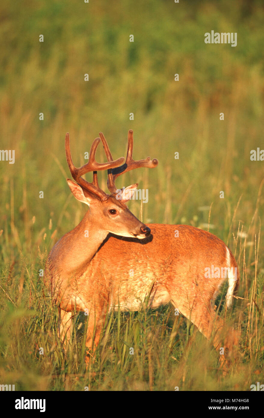 01982-02719  White-tailed Deer (Odocoileus virginianus) 8-point buck in velvet, TN Stock Photo