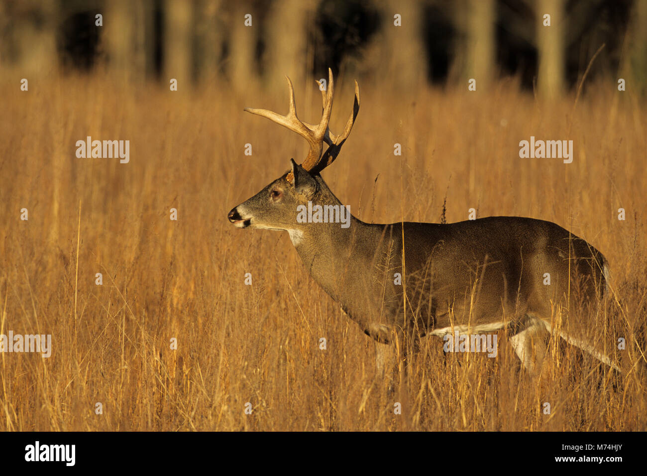 01982-03820  White-tailed Deer (Odocoileus virginianus) 8 - point buck in field  Great Smoky Mountains NP  TN Stock Photo