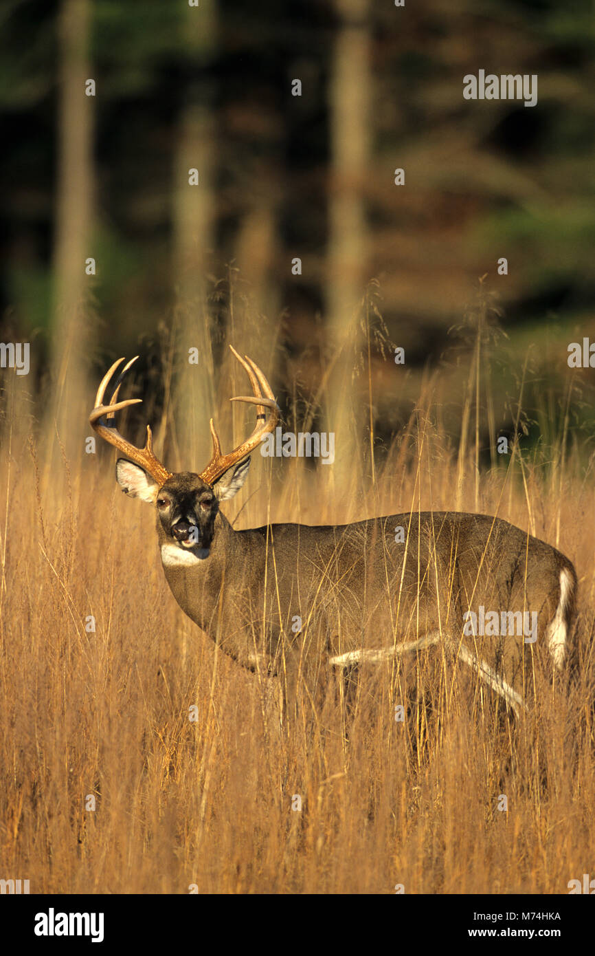 01982-03903  White-tailed Deer (Odocoileus virginianus) 8 - point buck in field  Great Smoky Mountains NP  TN Stock Photo