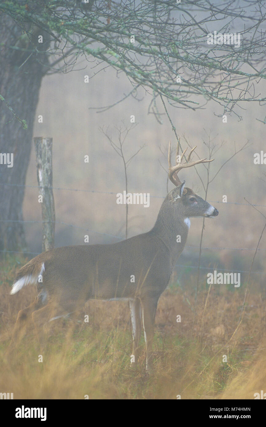 01982-04011  White-tailed Deer (Odocoileus virginianus) 8 - point buck in fog near fence  Great Smoky Mountains NP  TN Stock Photo