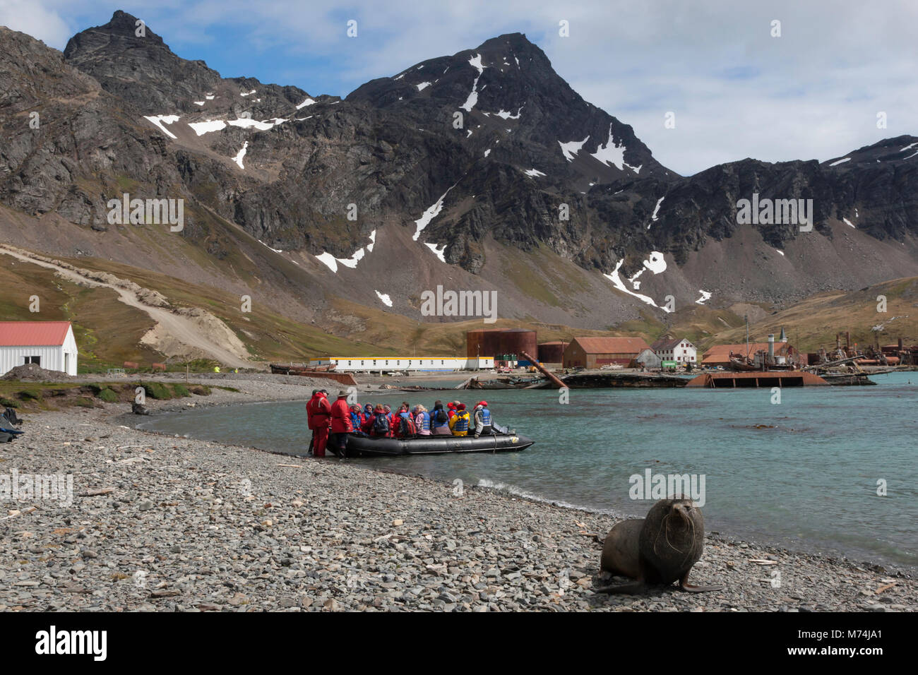 Cruise Eco-tourists arriving by zodiac boat at historic Antarctic whaling station Grytviken Harbor South Georgia, Hooker sea lion posed on rocky beach Stock Photo