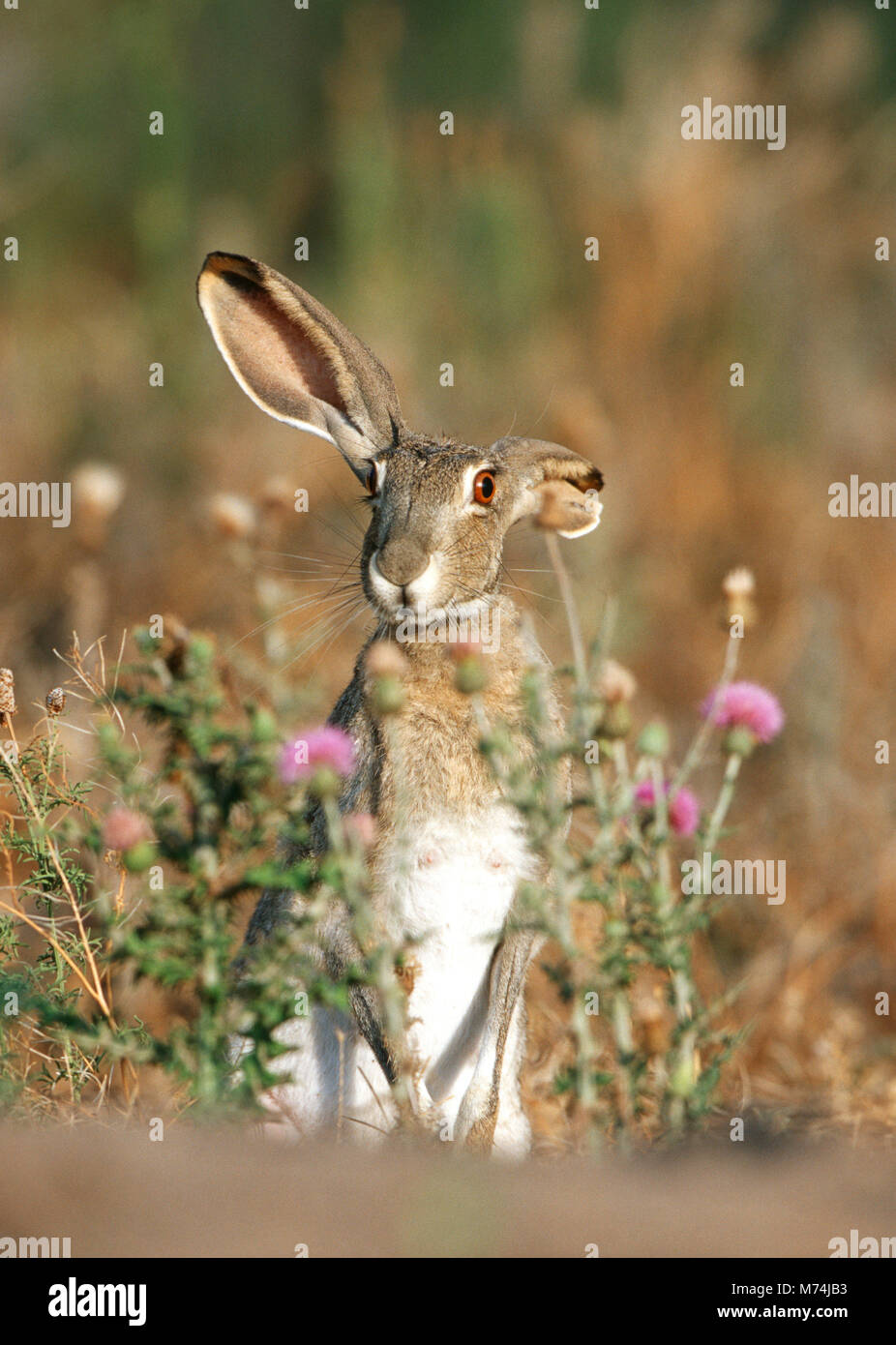 02203-004.11 Black-tailed Jack Rabbit (Lepus californicus)  Starr Co. TX Stock Photo