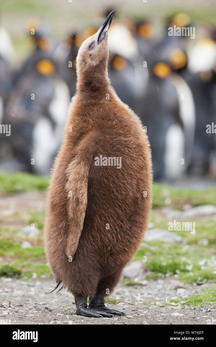 Downy young King Penguin profile pose stretches tall beak pointed up in sunlight, snowflakes soft focus background of colorful flock Sub-Antarctic Stock Photo