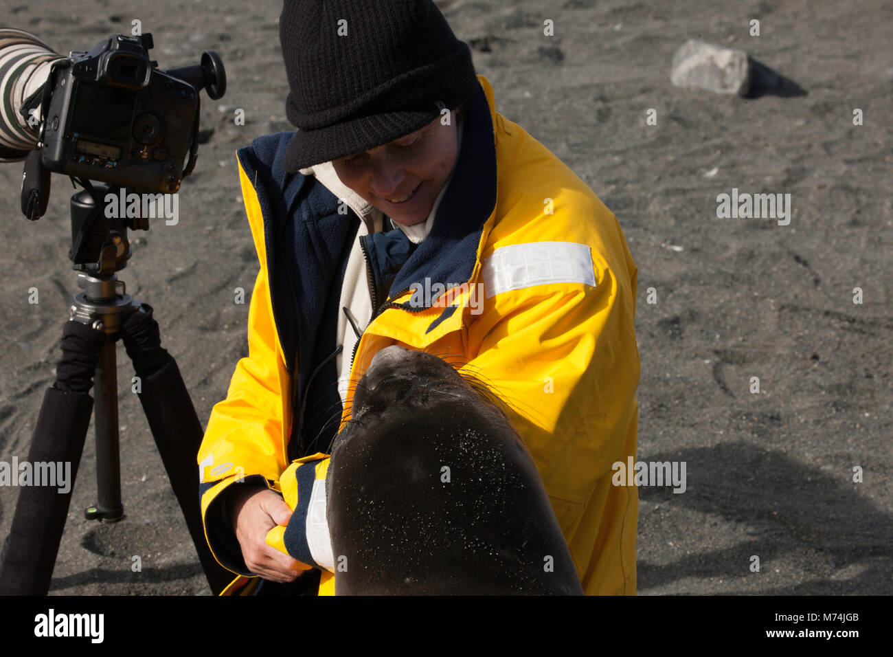 Close up wildlife photographer working with camera interacting with friendly baby elephant seal young Mirounga leonina Gold Harbor Antarctica Stock Photo