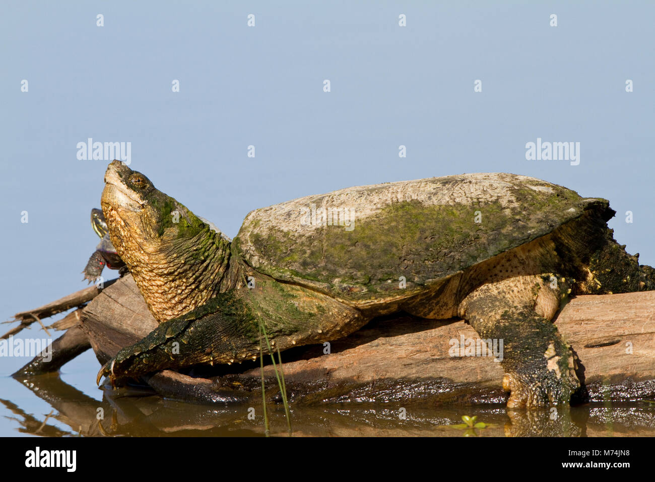 Chelydridae hi-res stock photography and images - Alamy