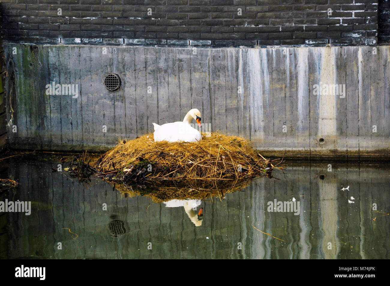 Close up of white swan nesting on a city canal/urban wildlife Stock Photo