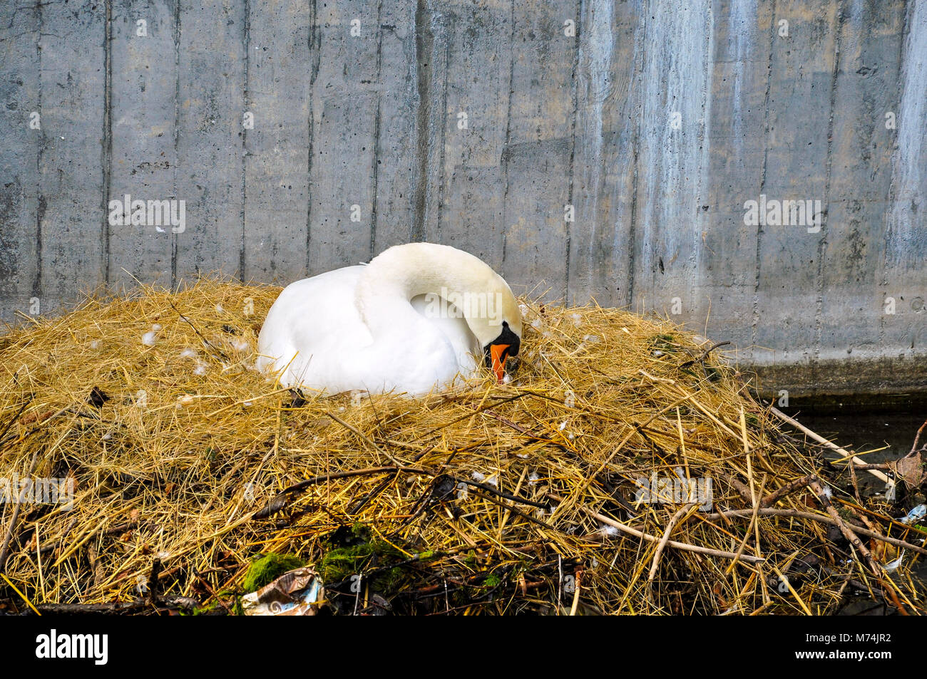 Close up of white swan nesting on a city canal/urban wildlife Stock Photo