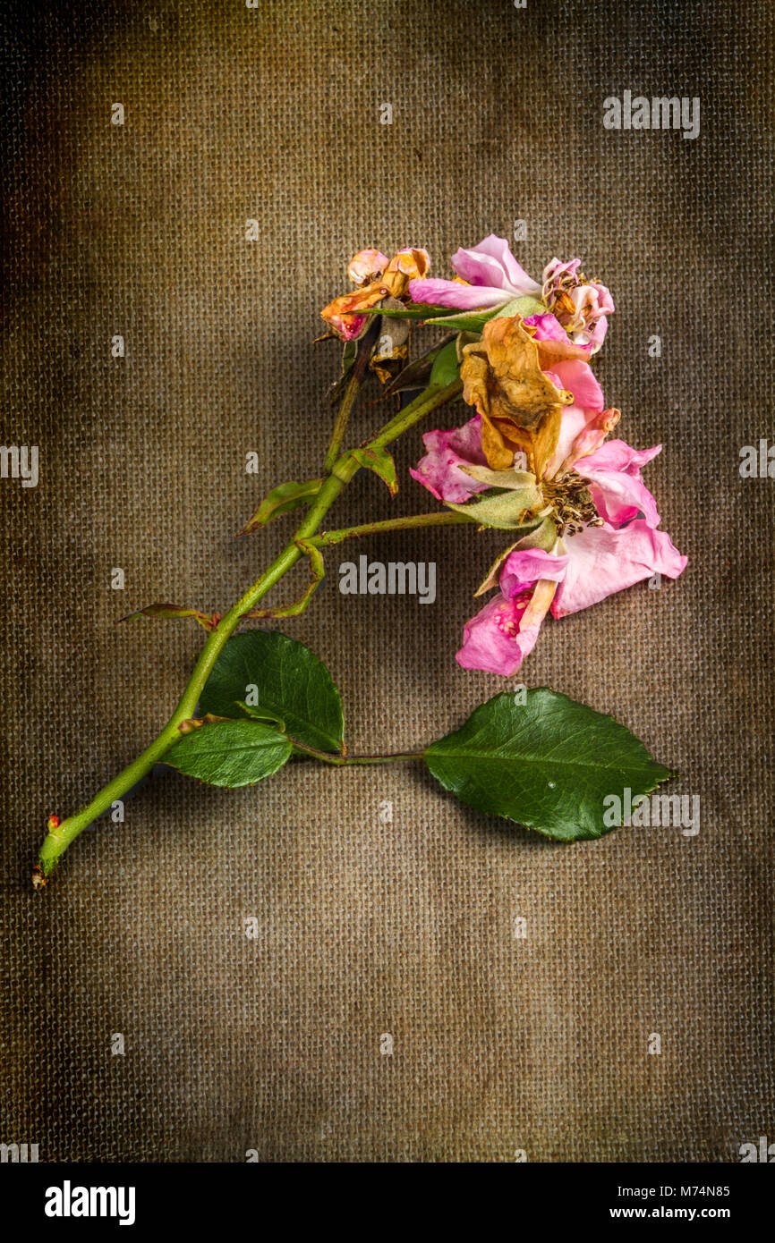 Dead rose bush hires stock photography and images Alamy